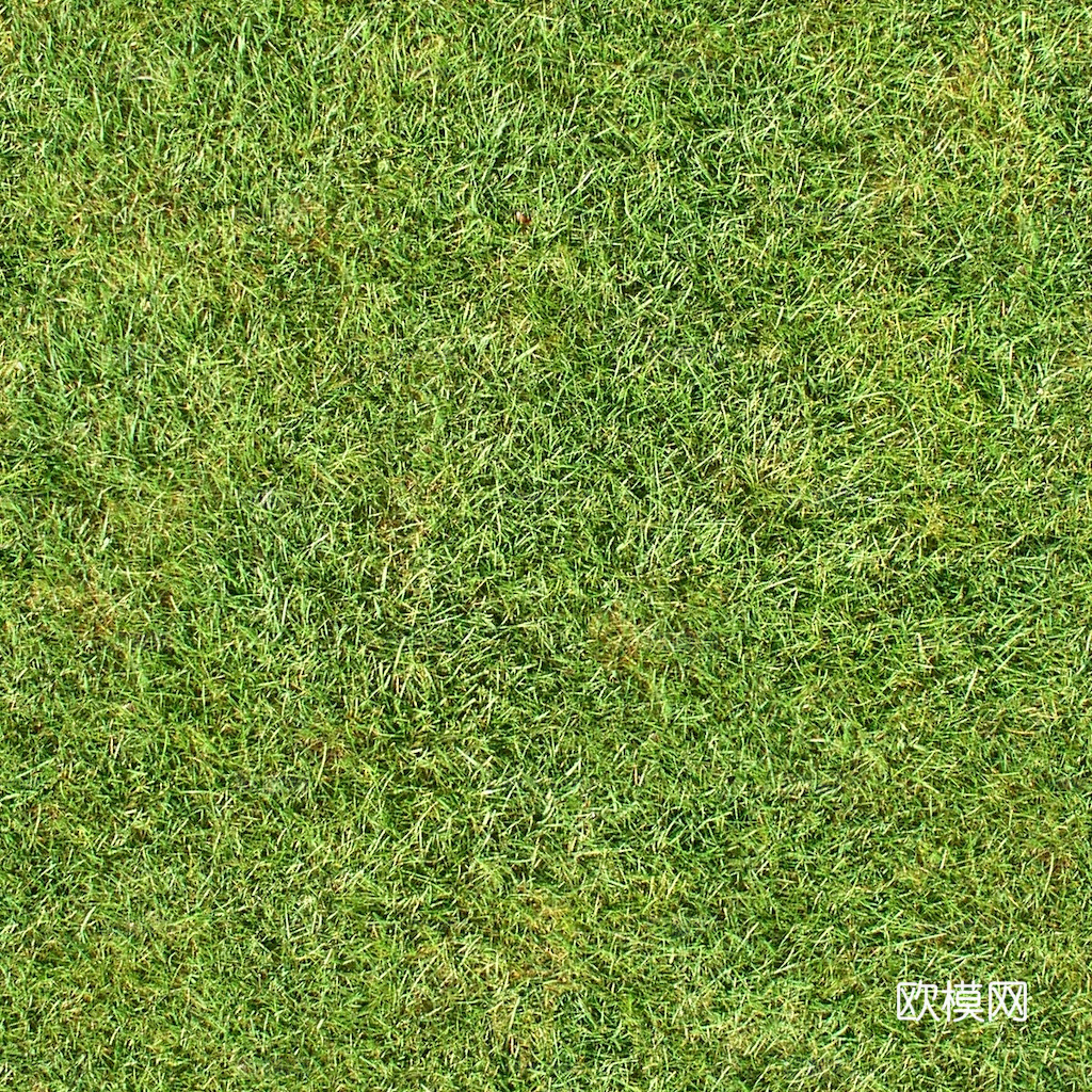 草地 草皮 地面 地表 俯视绿地 森林 苔藓 花草 花卉鲜花下载