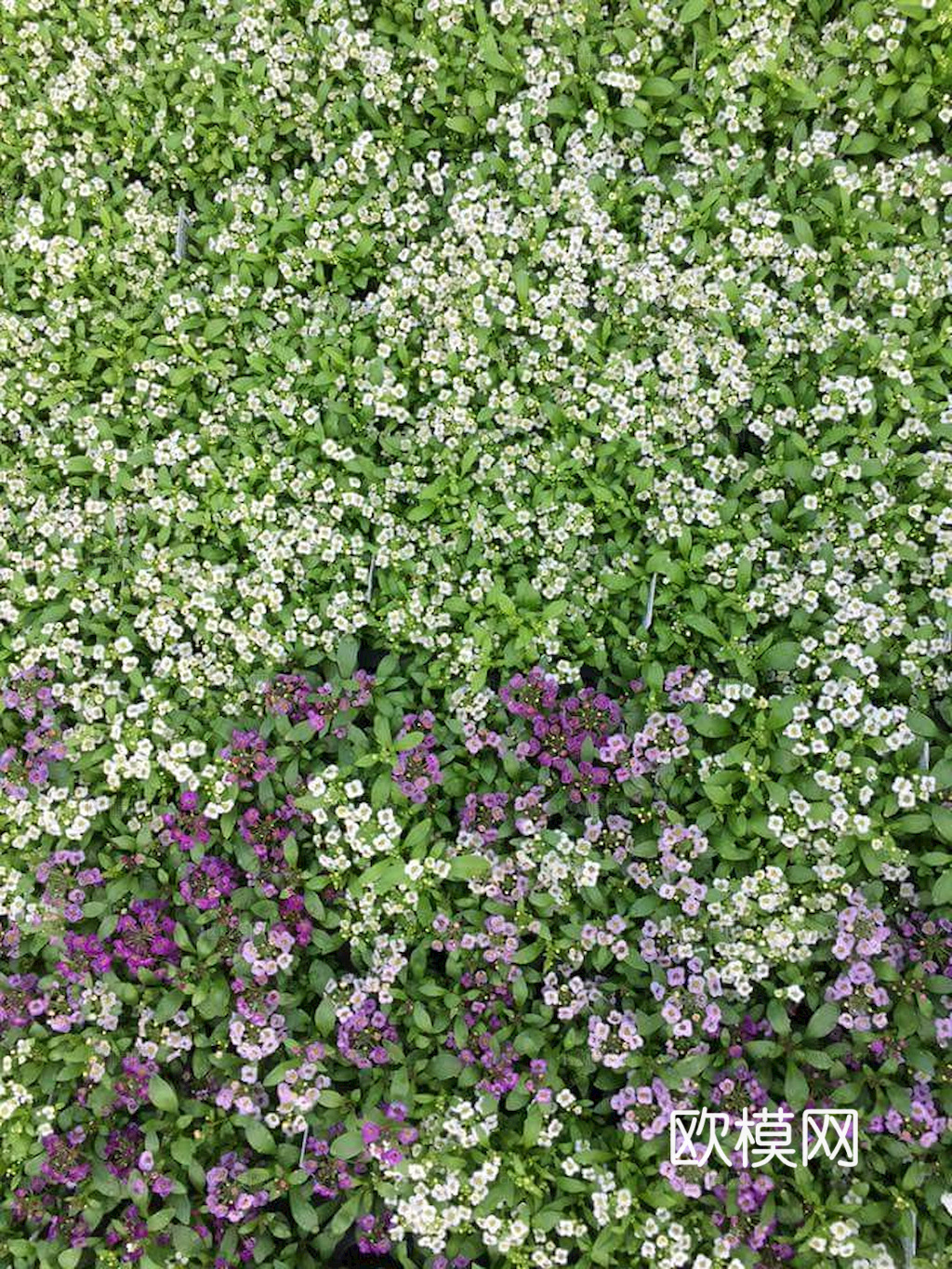 草地 草皮 地面 地表 俯视绿地 森林 苔藓 花草 花卉鲜花下载