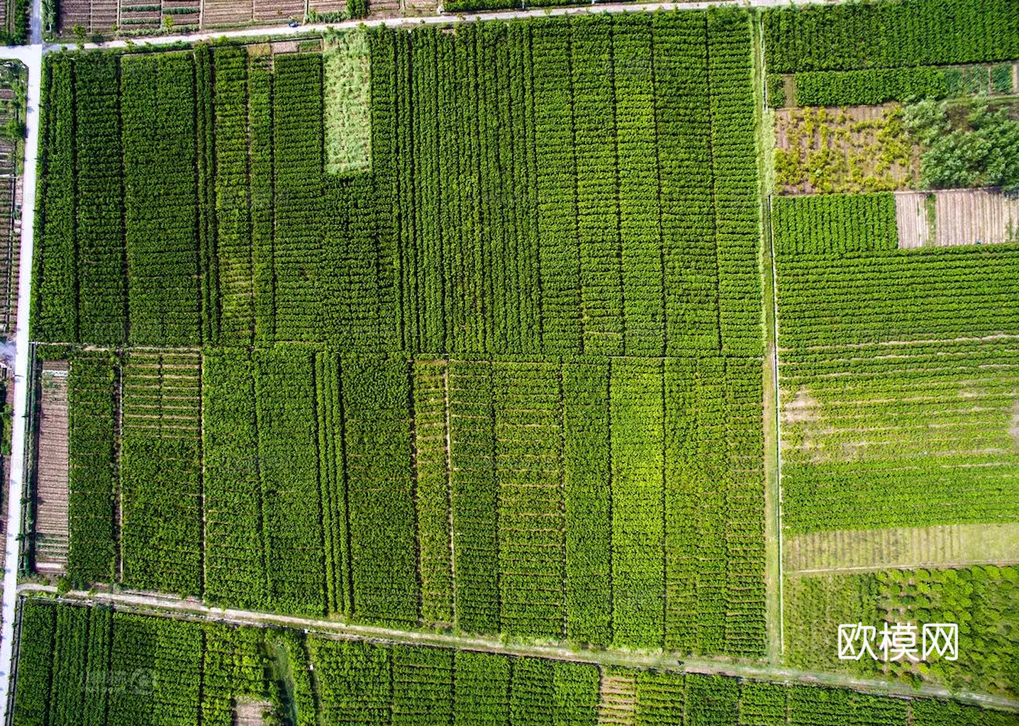 草地 草皮 地面 地表 俯视绿地 森林 苔藓 花草 花卉鲜花