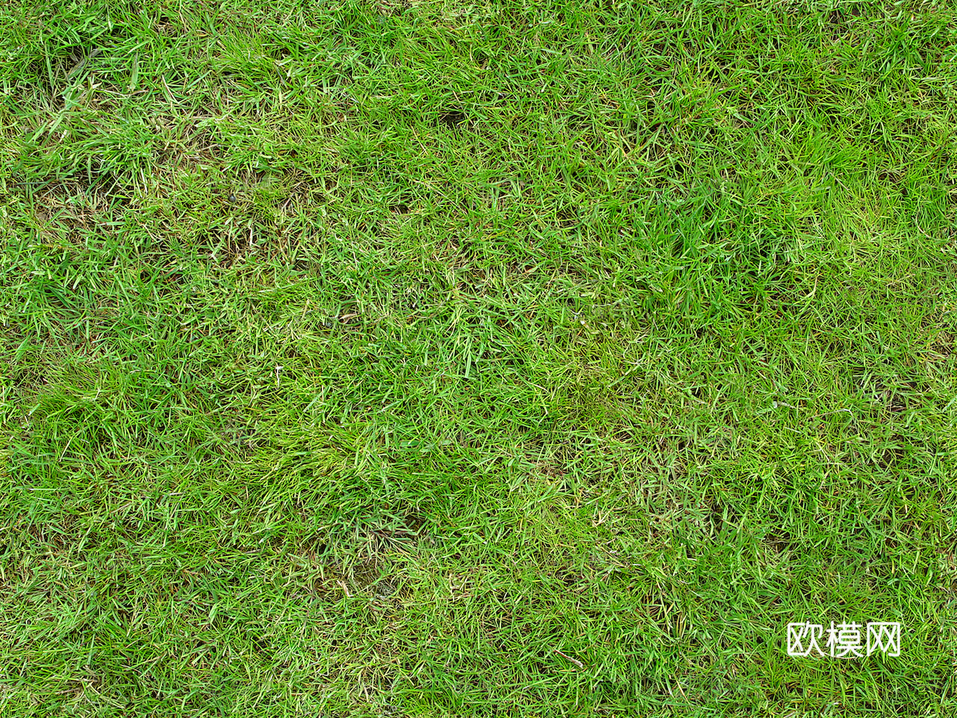 草地 草皮 地面 地表 俯视绿地 森林 苔藓 花草 花卉鲜花下载