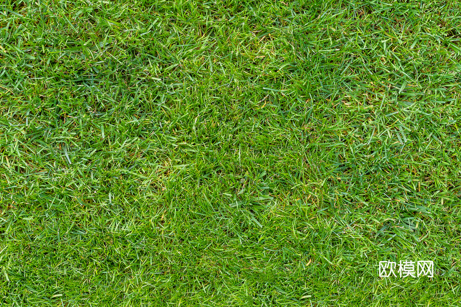 草地 草皮 地面 地表 俯视绿地 森林 苔藓 花草 花卉鲜花下载