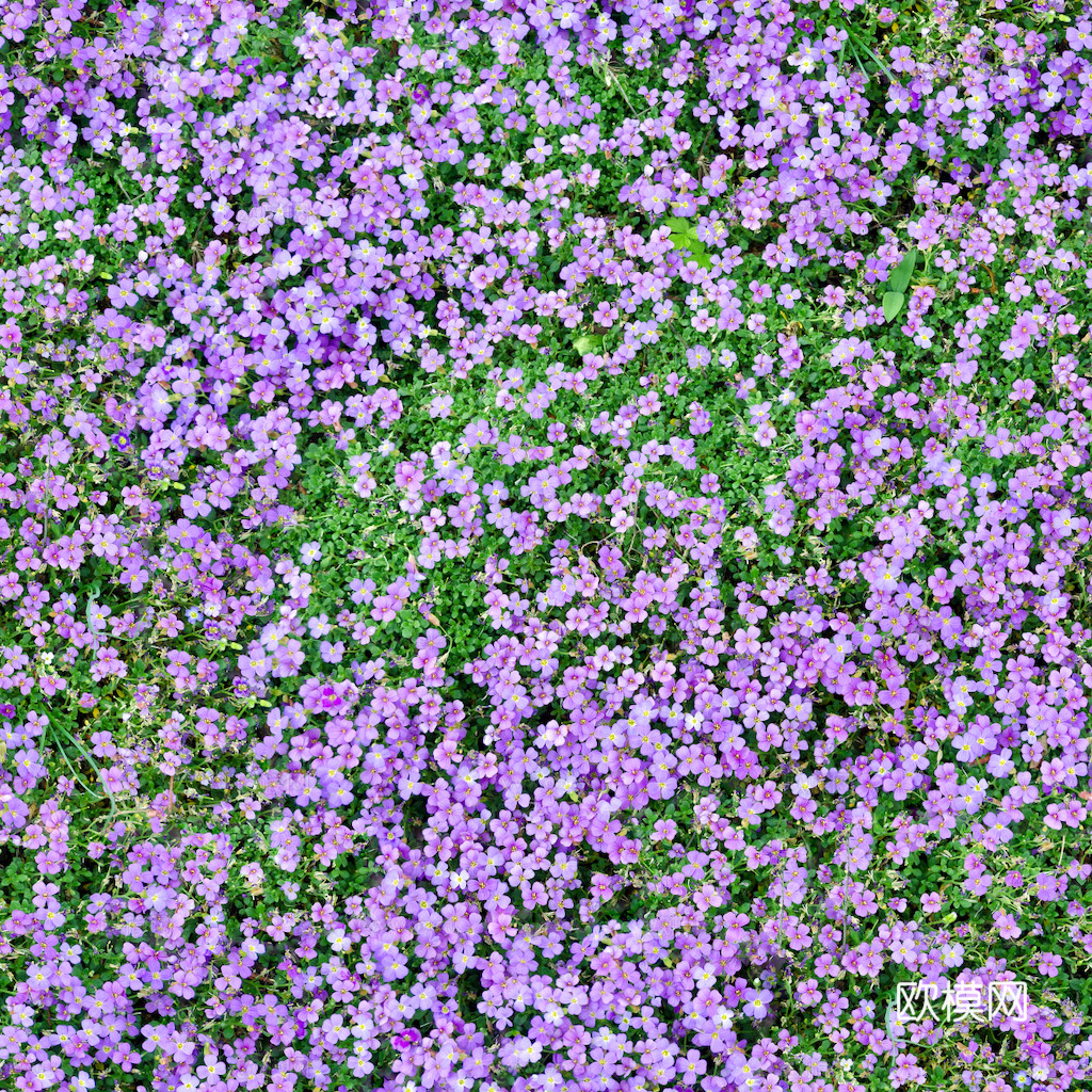 草地 草皮 地面 地表 俯视绿地 森林 苔藓 花草 花卉鲜花