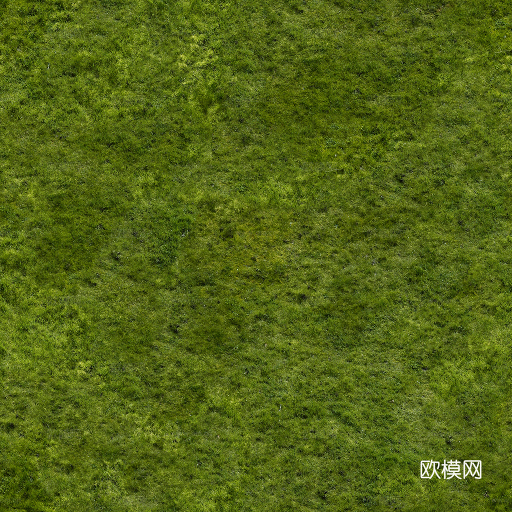 草地 草皮 地面 地表 俯视绿地 森林 苔藓 花草 花卉鲜花