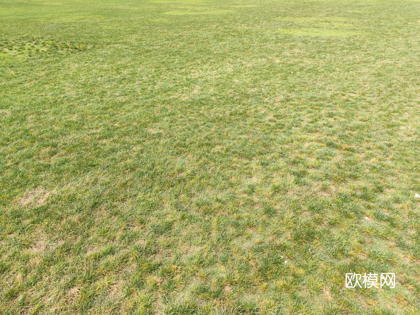 草地 草皮 地面 地表 俯视绿地 森林 苔藓 花草 花卉鲜花下载