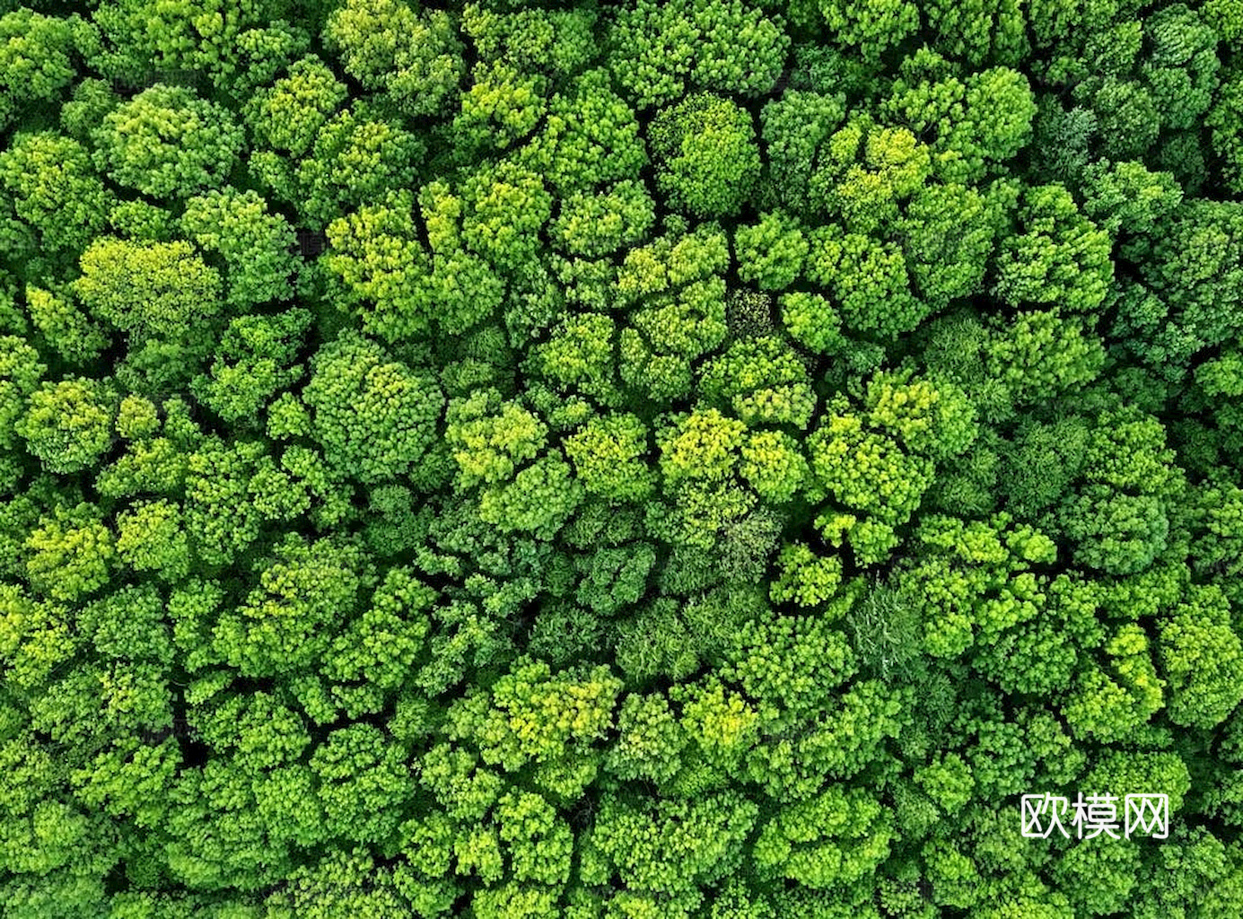 草地 草皮 地面 地表 俯视绿地 森林 苔藓 花草 花卉鲜花