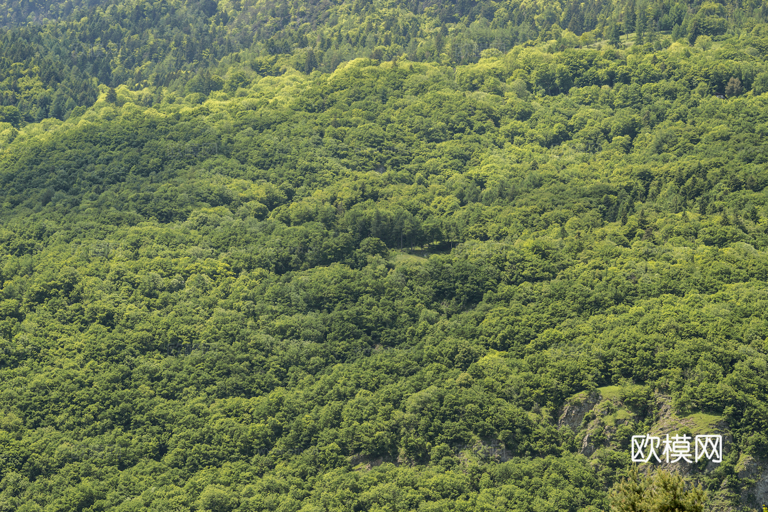 草地 草皮 地面 地表 俯视绿地 森林 苔藓 花草 花卉鲜花下载