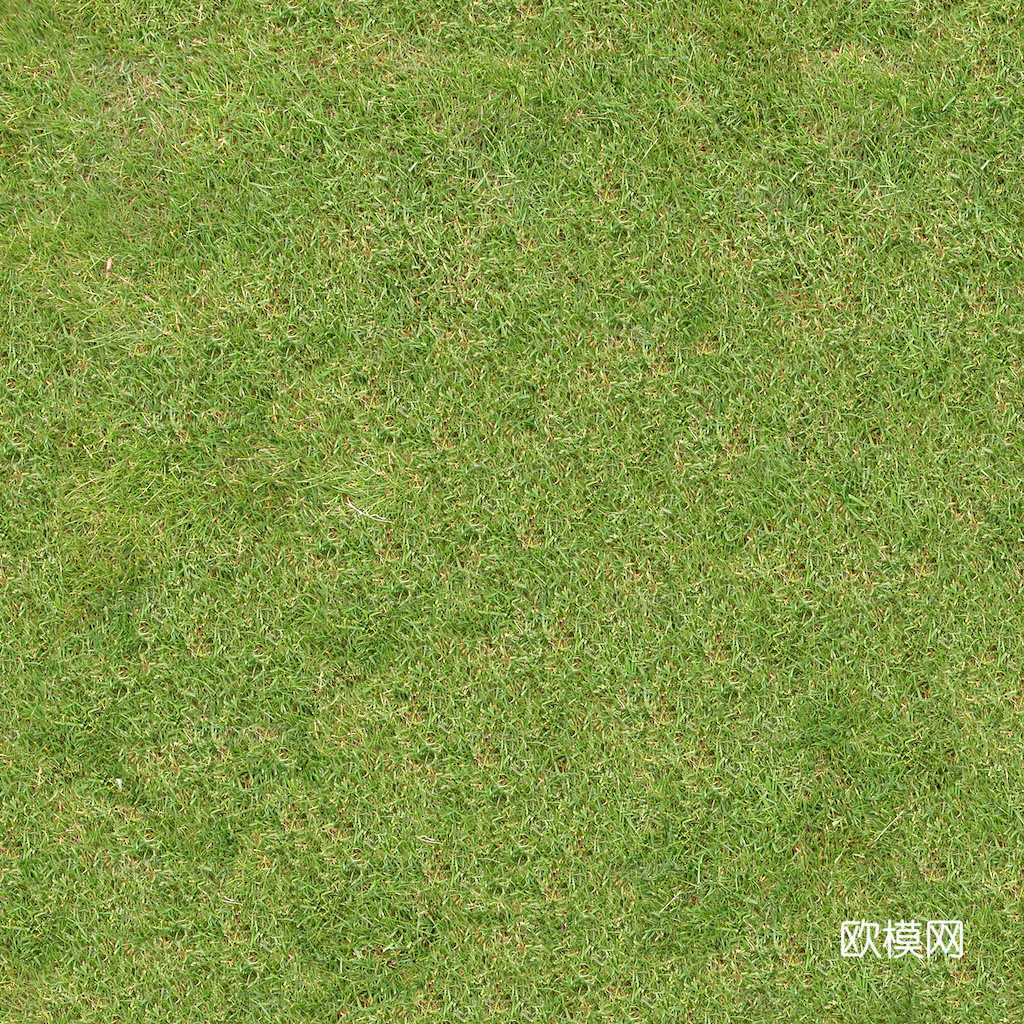 草地 草皮 地面 地表 俯视绿地 森林 苔藓 花草 花卉鲜花下载