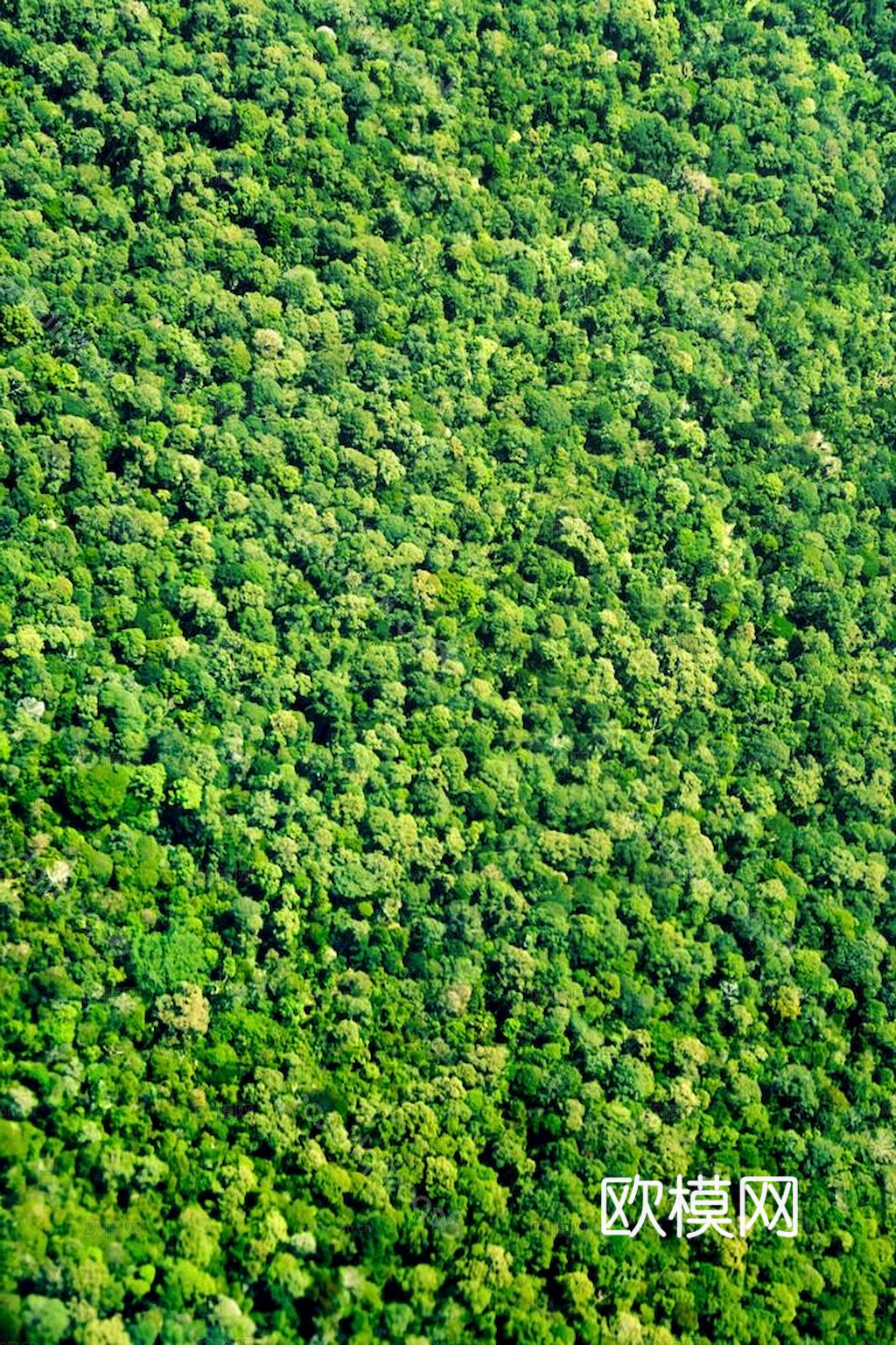 草地 草皮 地面 地表 俯视绿地 森林 苔藓 花草 花卉鲜花下载