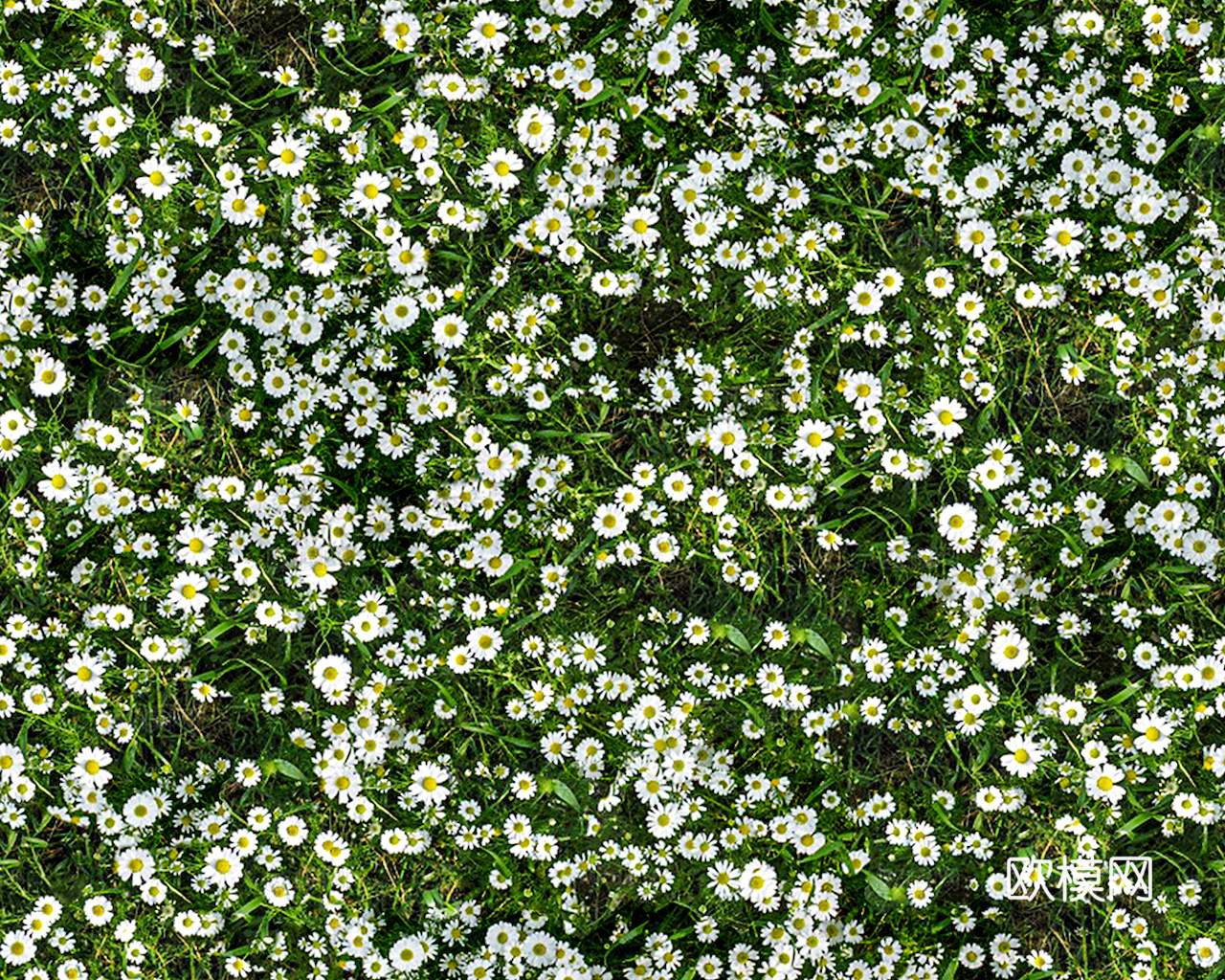 草地 草皮 地面 地表 俯视绿地 森林 苔藓 花草 花卉鲜花下载