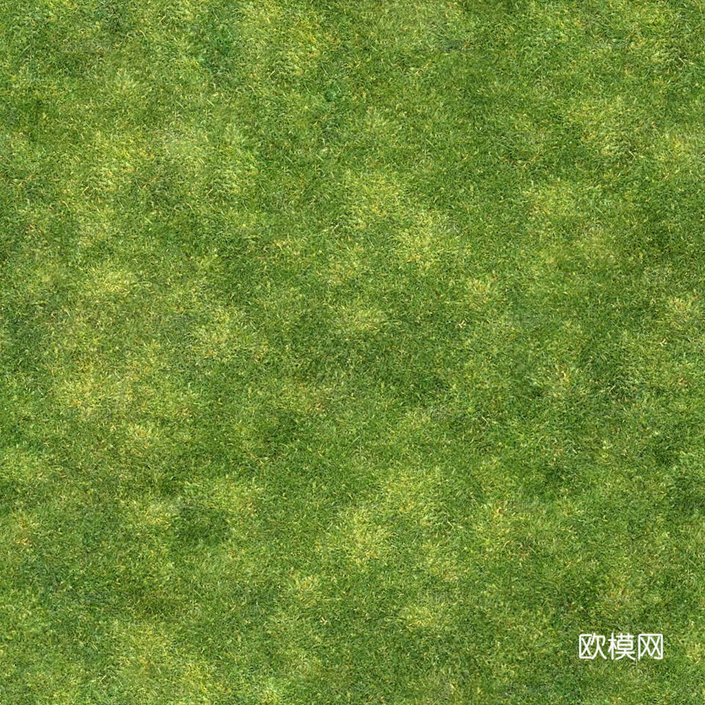 草地 草皮 地面 地表 俯视绿地 森林 苔藓 花草 花卉鲜花下载