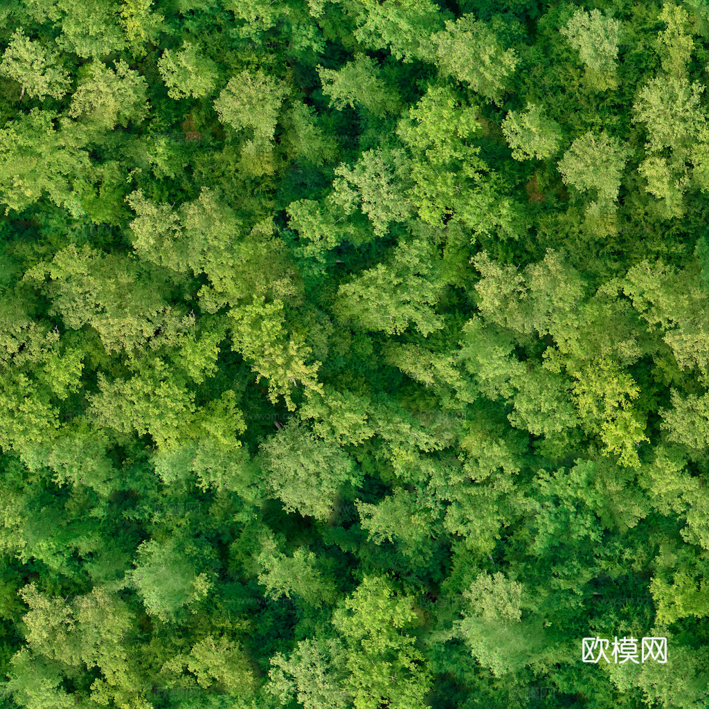 草地 草皮 地面 地表 俯视绿地 森林 苔藓 花草 花卉鲜花下载