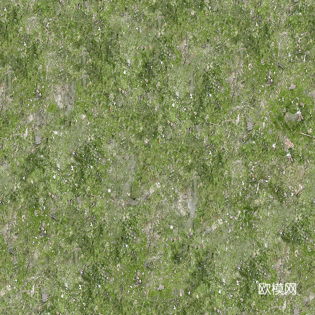 草地 草皮 地面 地表 俯视绿地 森林 苔藓 花草 花卉鲜花下载