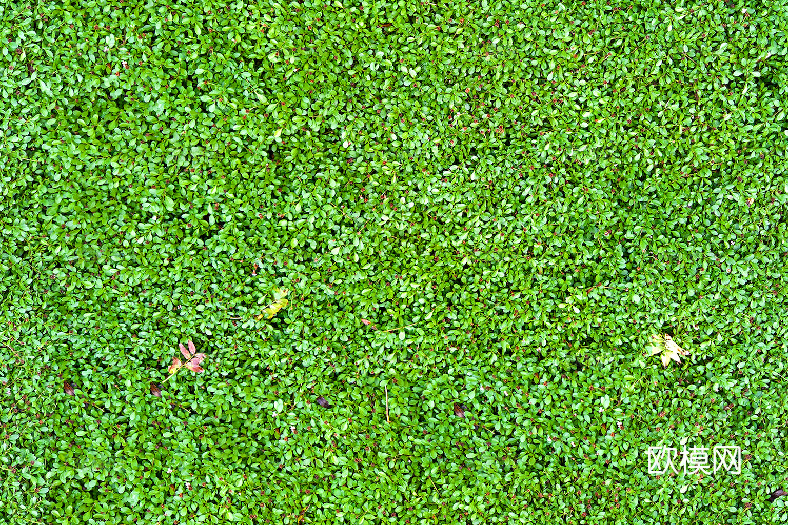 草地 草皮 地面 地表 俯视绿地 森林 苔藓 花草 花卉鲜花下载