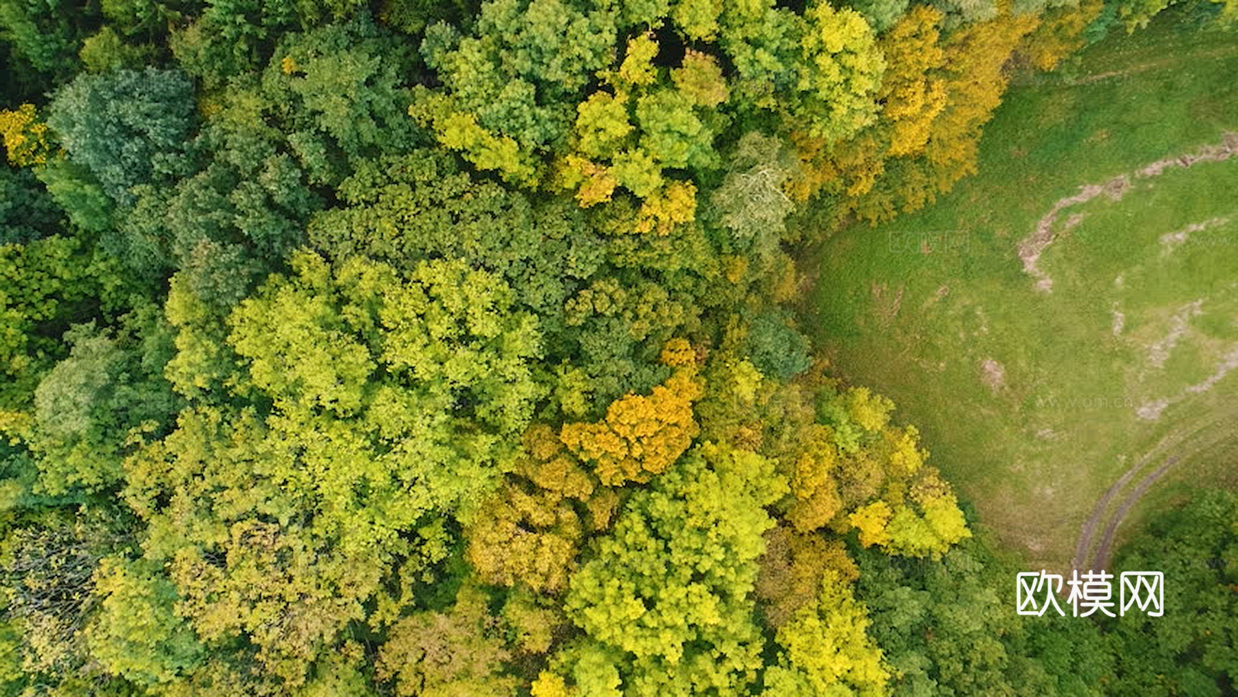 草地 草皮 地面 地表 俯视绿地 森林 苔藓 花草 花卉鲜花下载