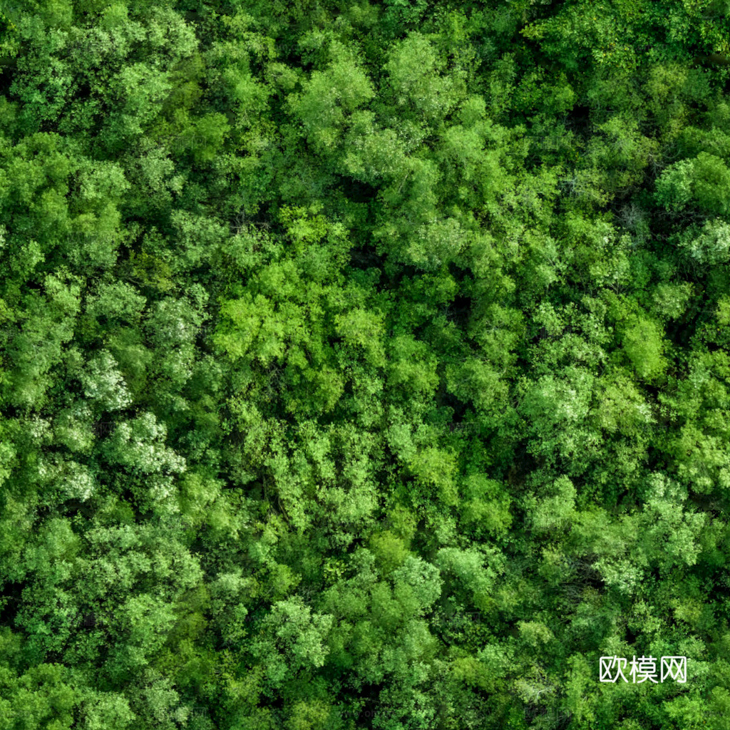 草地 草皮 地面 地表 俯视绿地 森林 苔藓 花草 花卉鲜花下载