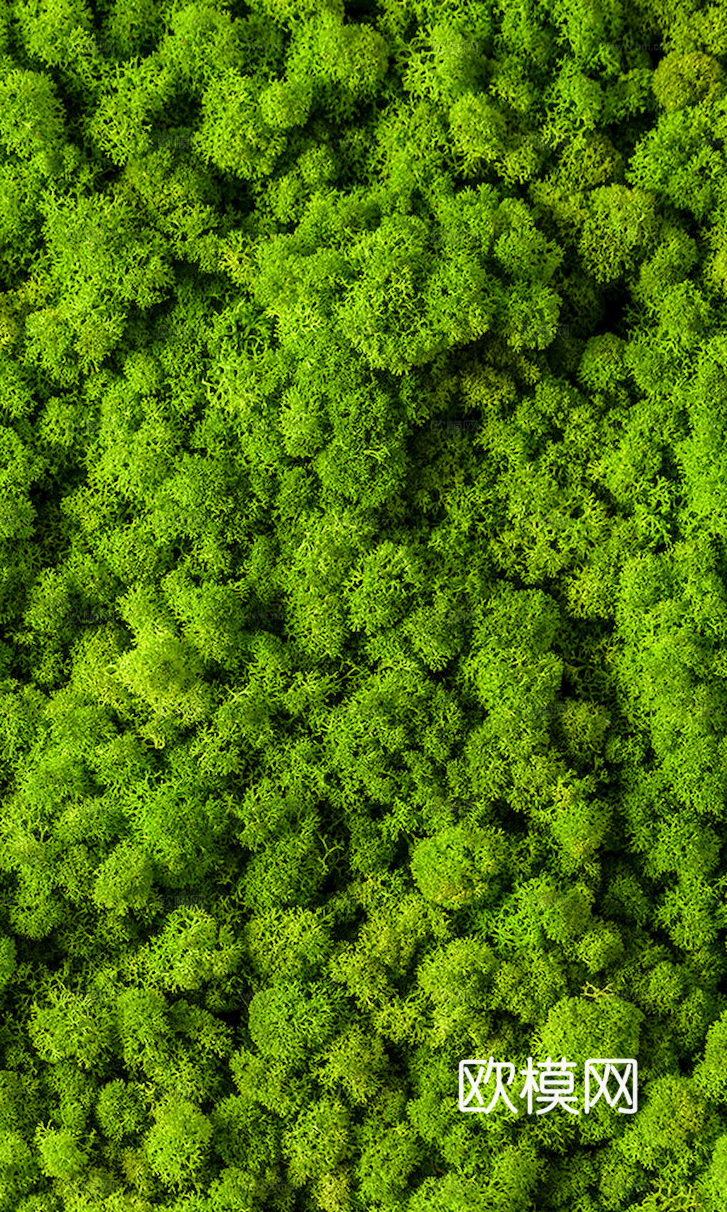 草地 草皮 地面 地表 俯视绿地 森林 苔藓 花草 花卉鲜花下载