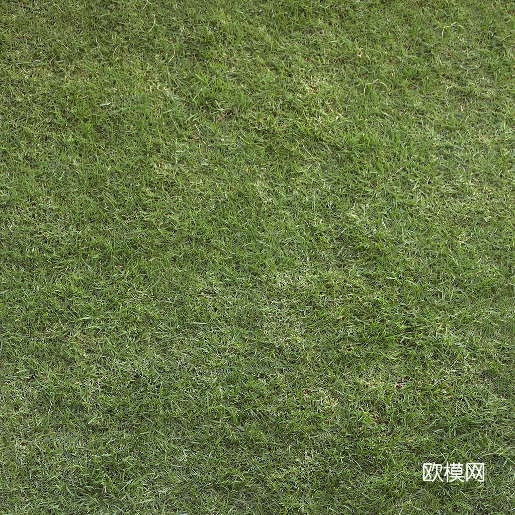 草地 草皮 地面 地表 俯视绿地 森林 苔藓 花草 花卉鲜花