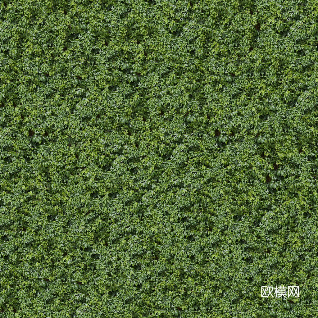 草地 草皮 地面 地表 俯视绿地 森林 苔藓 花草 花卉鲜花下载