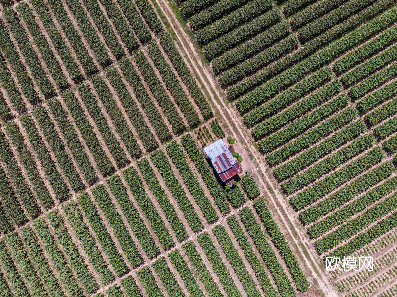 草地 草皮 地面 地表 俯视绿地 森林 苔藓 花草 花卉鲜花下载