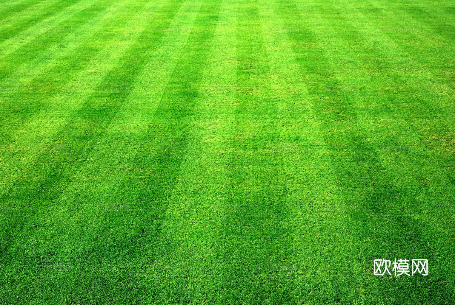 草地 草皮 地面 地表 俯视绿地 森林 苔藓 花草 花卉鲜花