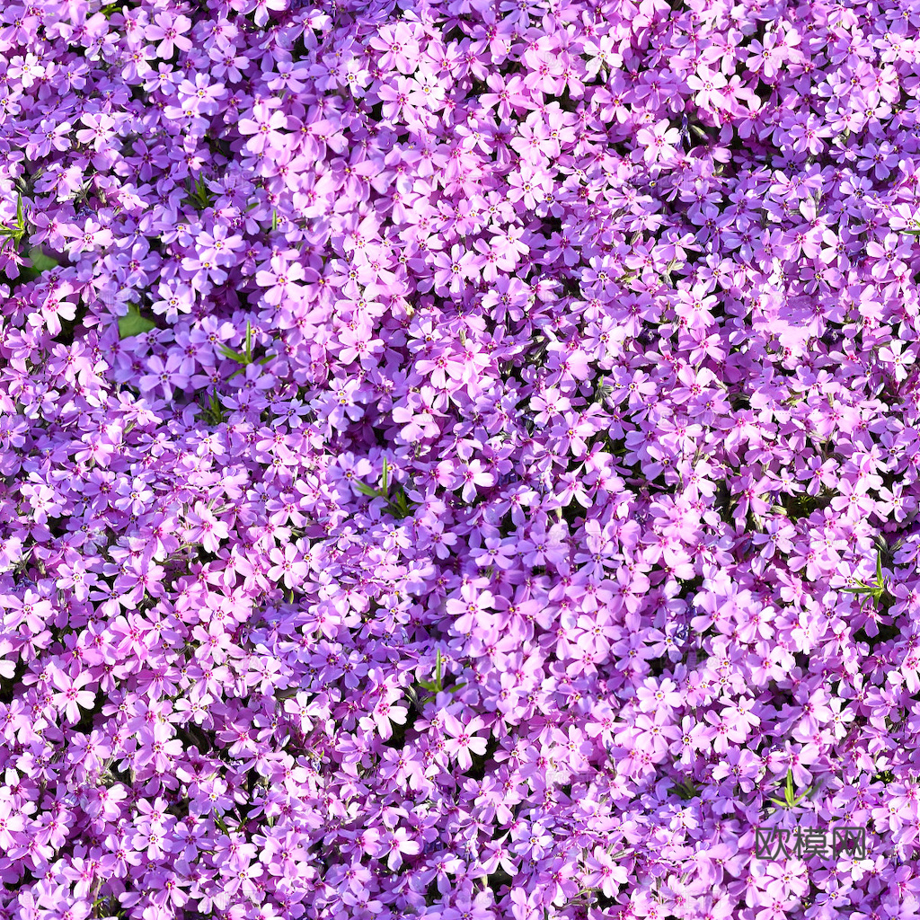 草地 草皮 地面 地表 俯视绿地 森林 苔藓 花草 花卉鲜花