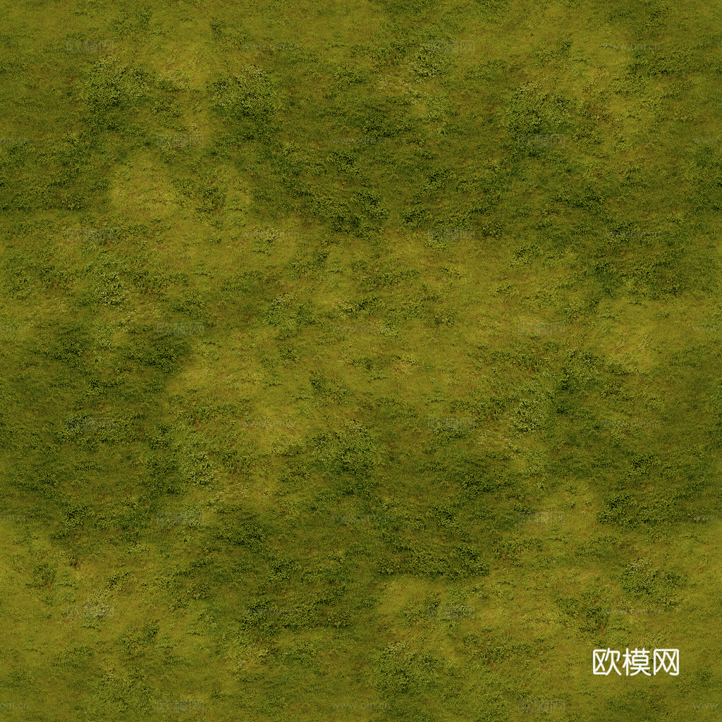 草地 草皮 地面 地表 俯视绿地 森林 苔藓 花草 花卉鲜花