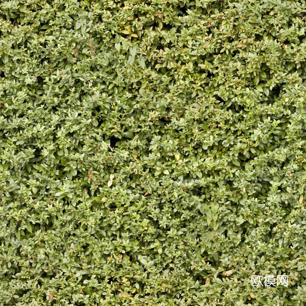 草地 草皮 地面 地表 俯视绿地 森林 苔藓 花草 花卉鲜花下载