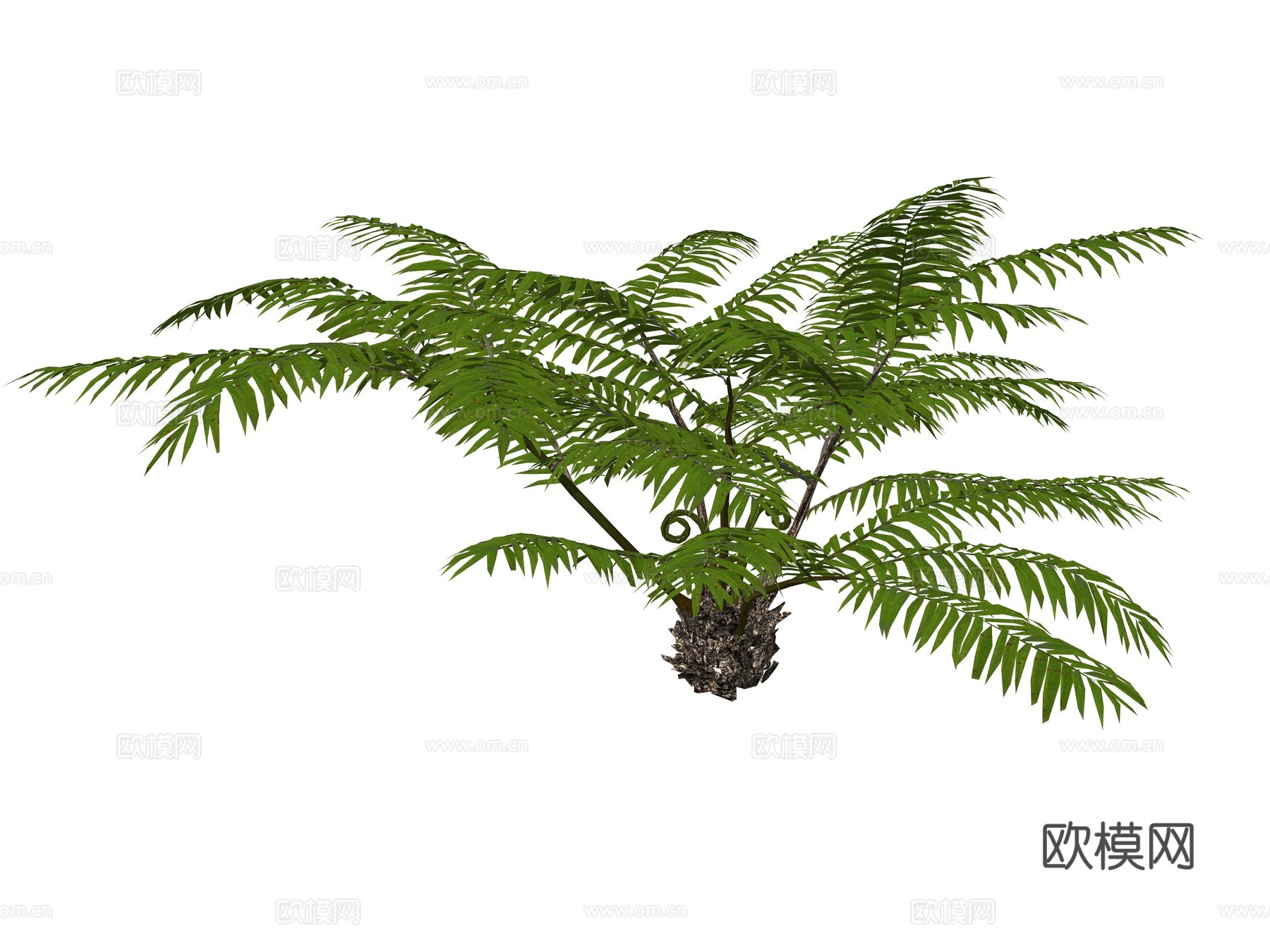 现代庭院植物su模型