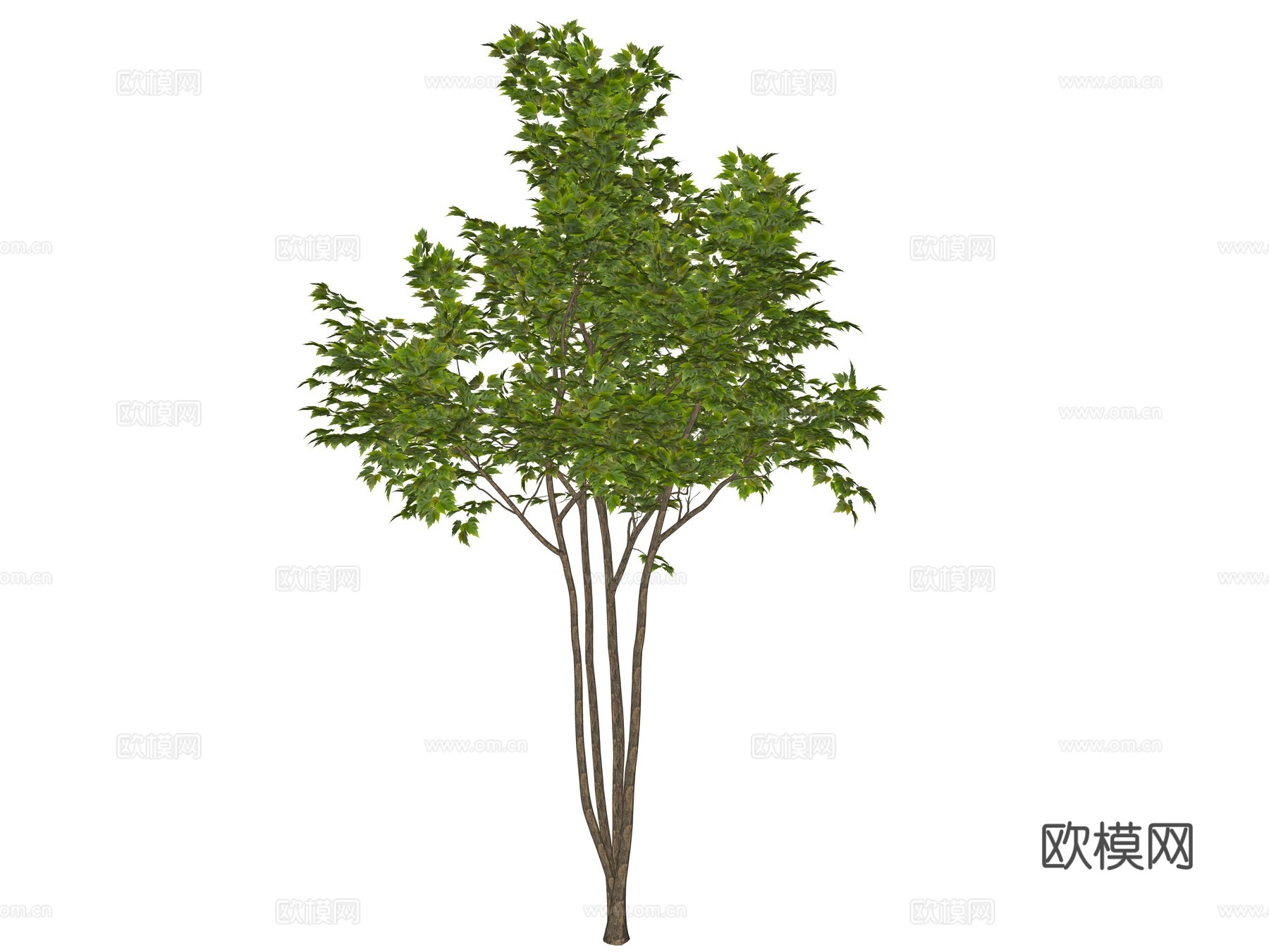 现代庭院植物su模型