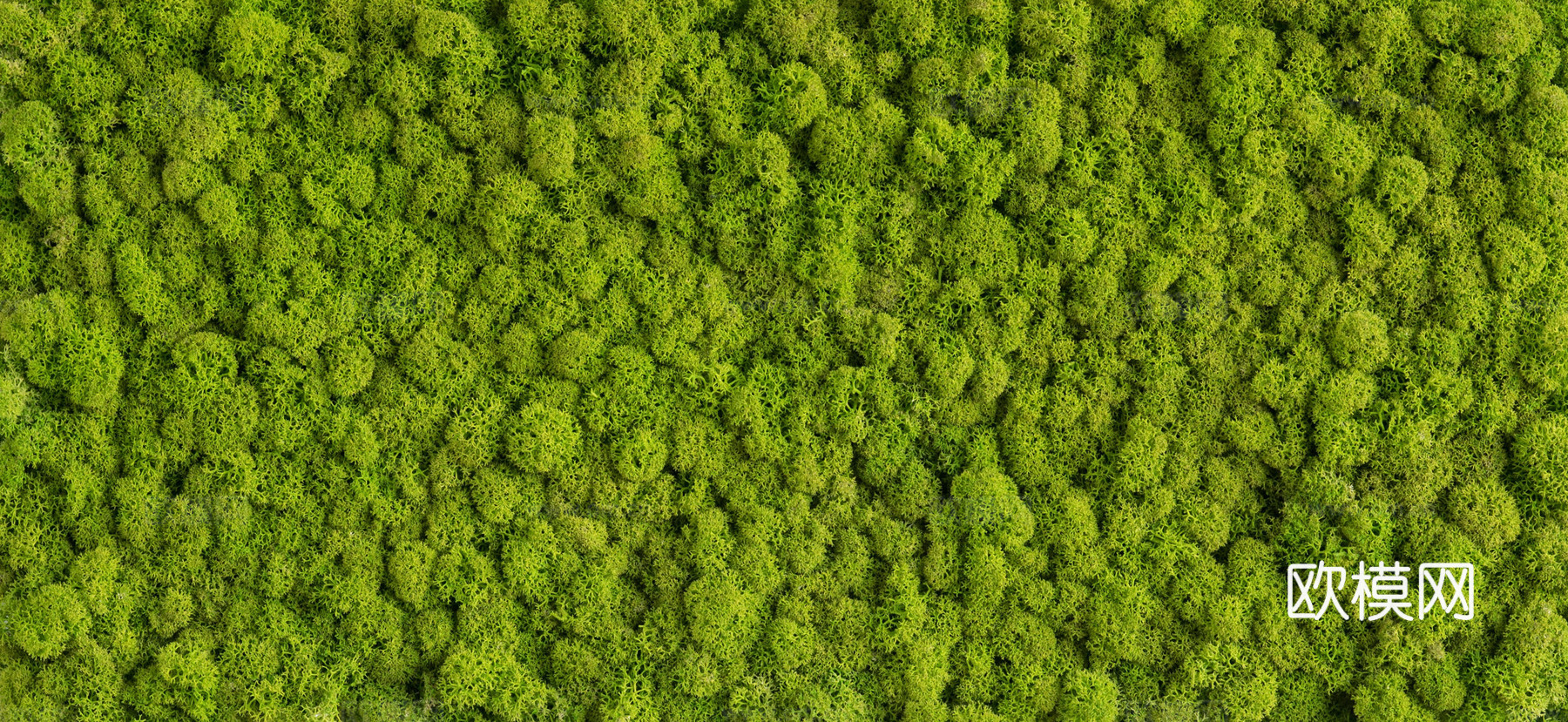 高清植物绿植墙下载