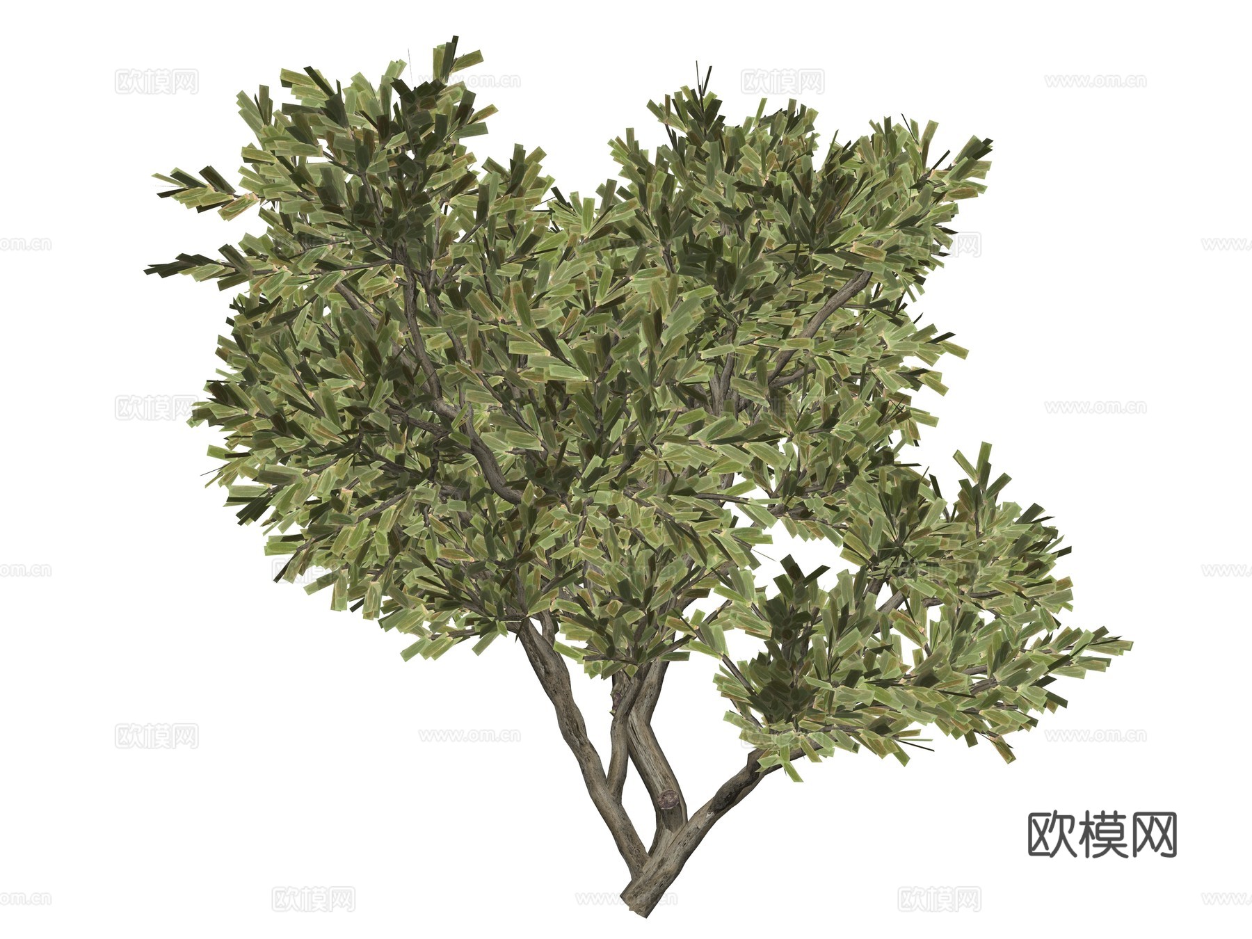 现代庭院植物树su模型