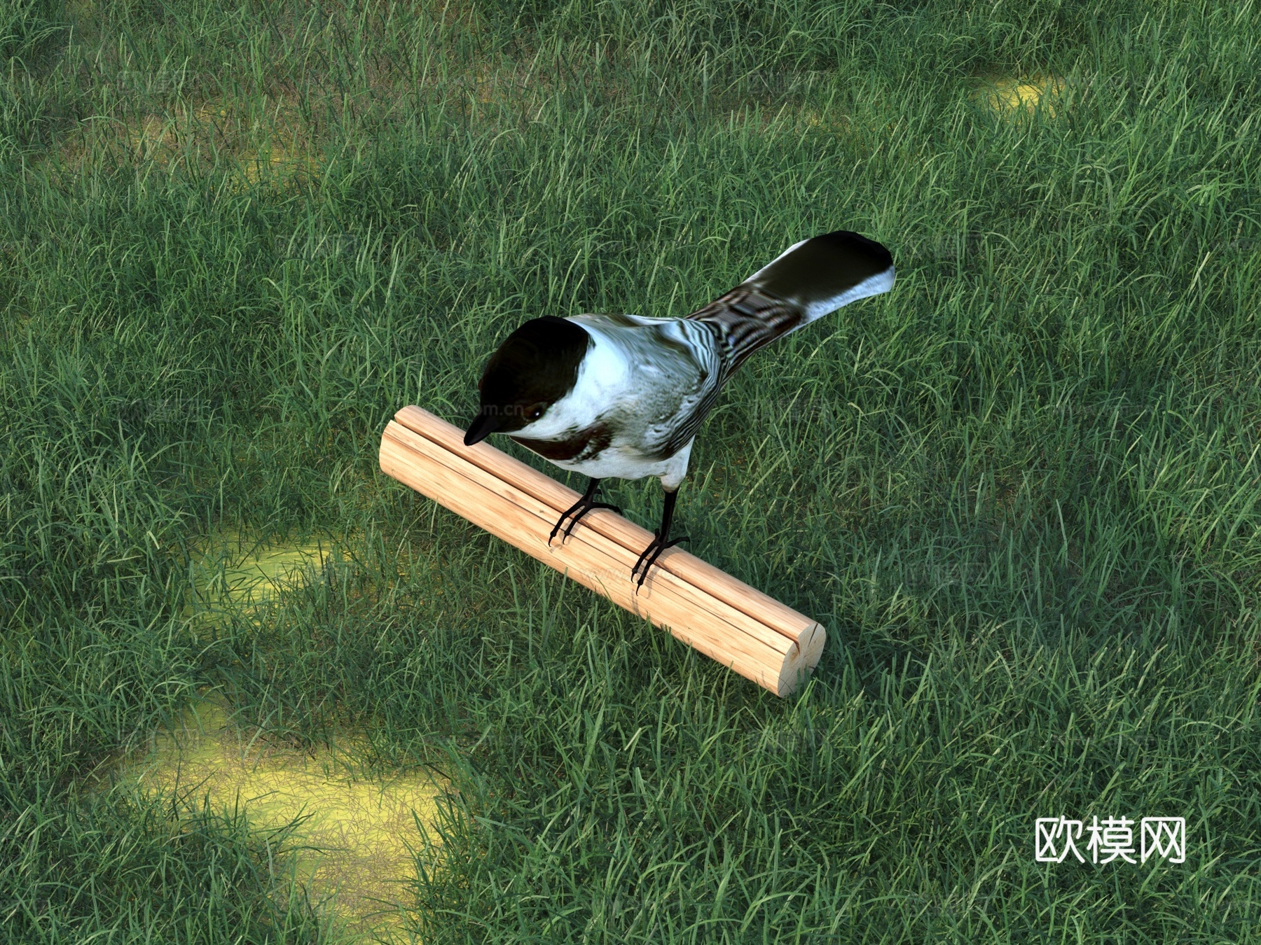 小鸟 鸟 动物 飞行3d模型下载