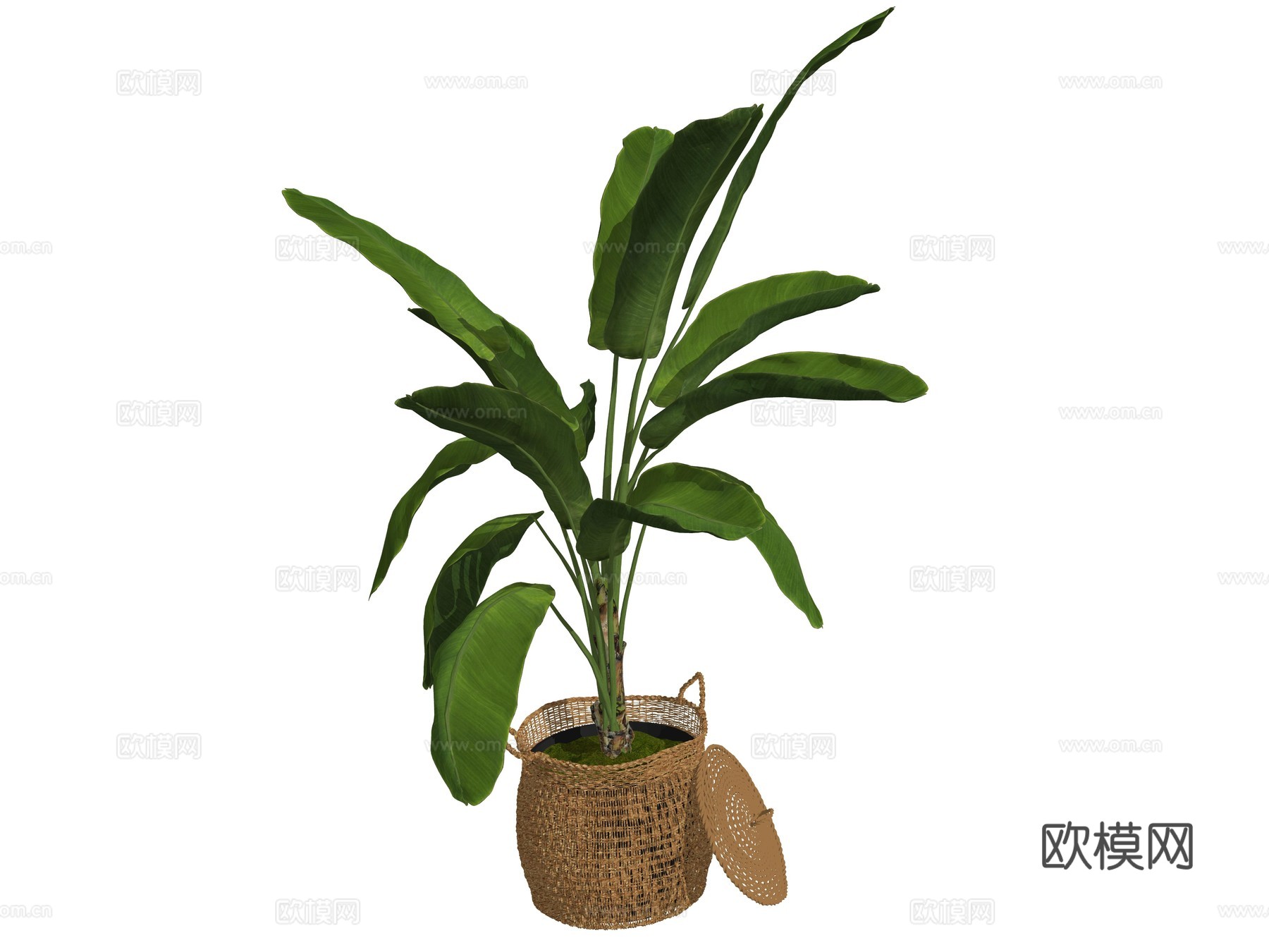 现代室内盆栽植物su模型