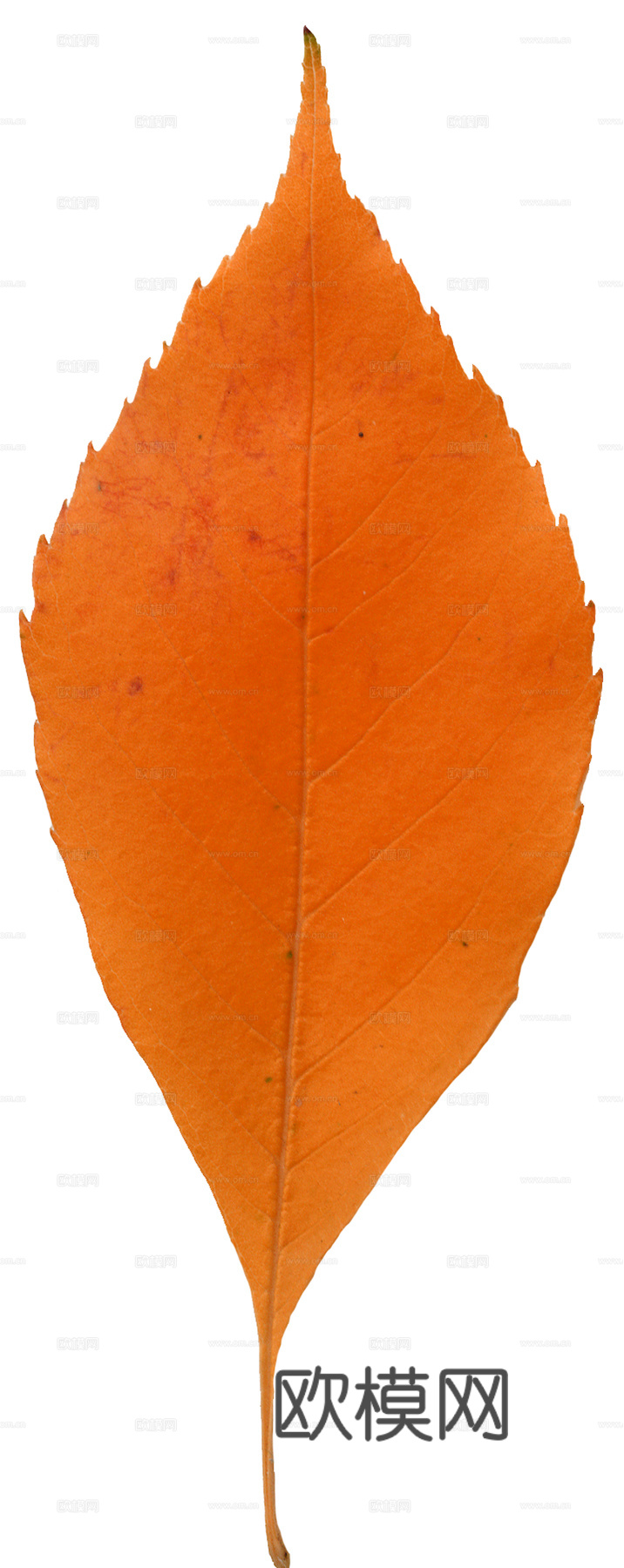 植物树叶 叶子  叶片纹理 绿叶 黄叶 红叶 绿植