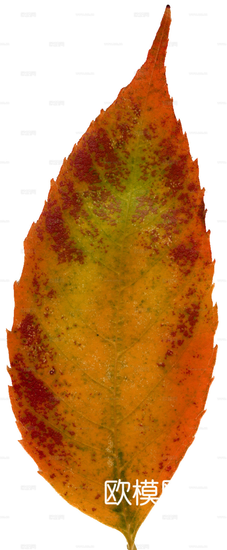 植物树叶 叶子  叶片纹理 绿叶 黄叶 红叶 绿植下载