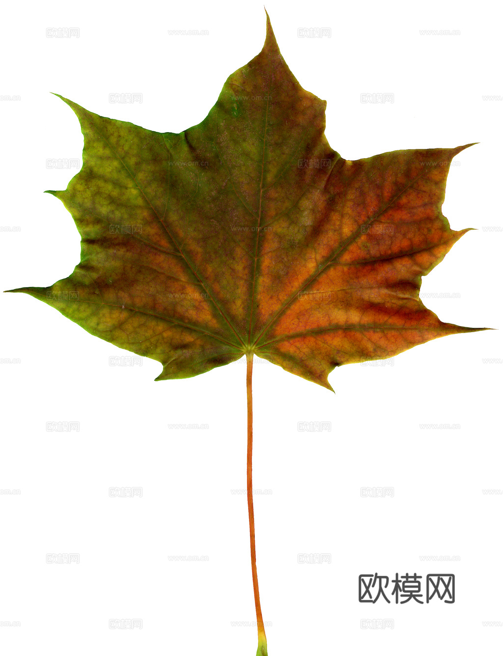 植物树叶 叶子  叶片纹理 绿叶 黄叶 红叶 绿植