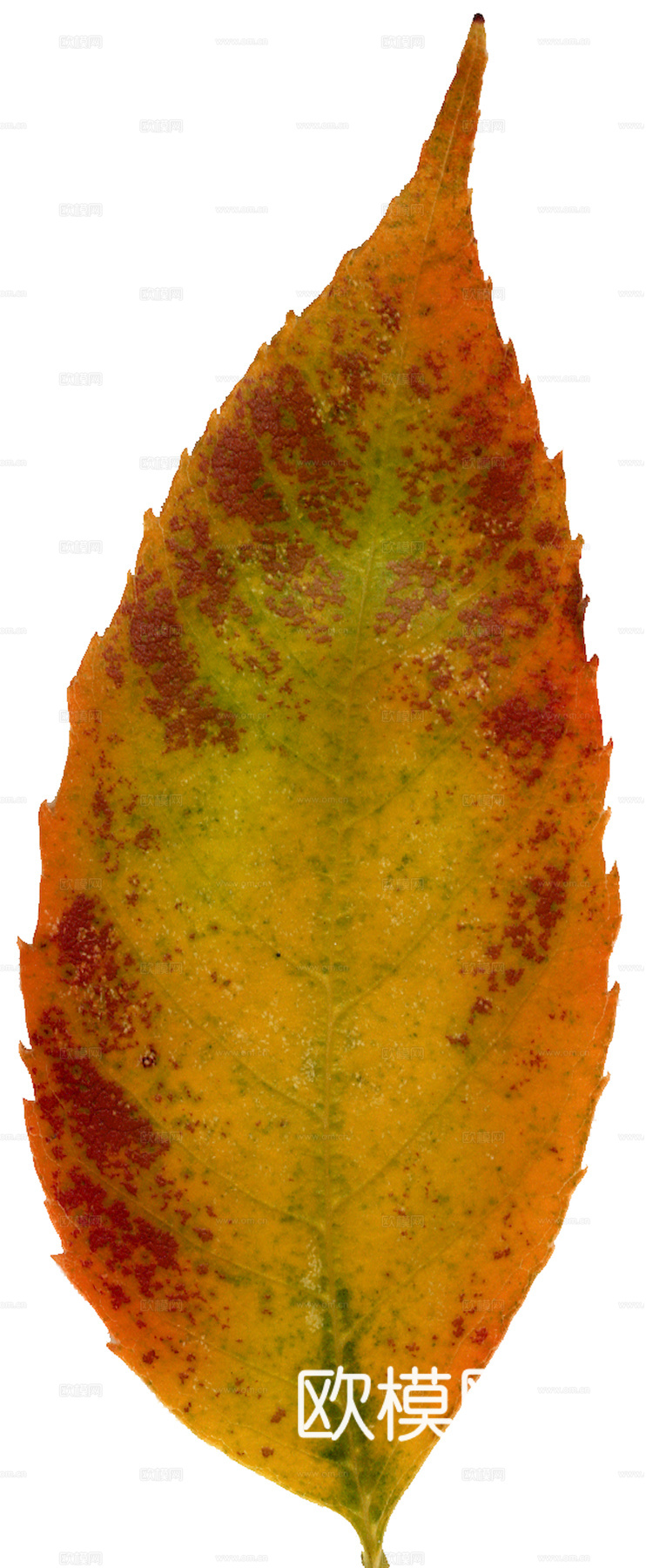 植物树叶 叶子  叶片纹理 绿叶 黄叶 红叶 绿植下载