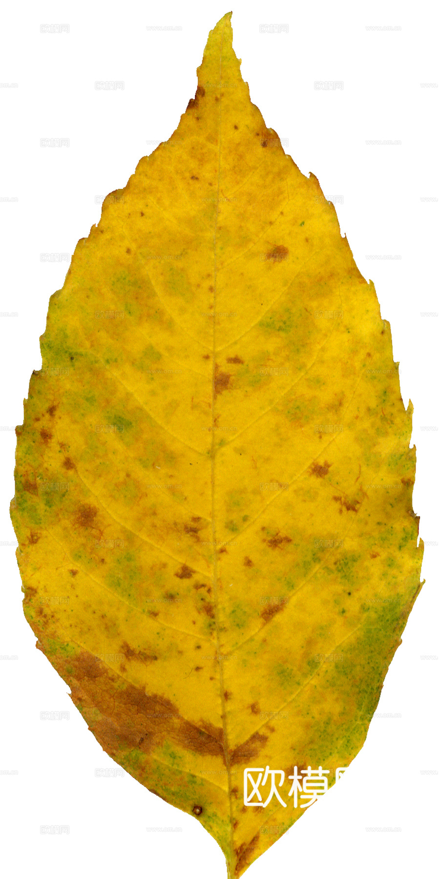 植物树叶 叶子  叶片纹理 绿叶 黄叶 红叶 绿植下载