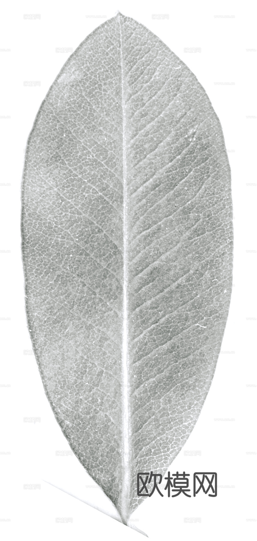 植物树叶 叶子  叶片纹理 绿叶 黄叶 红叶 绿植下载