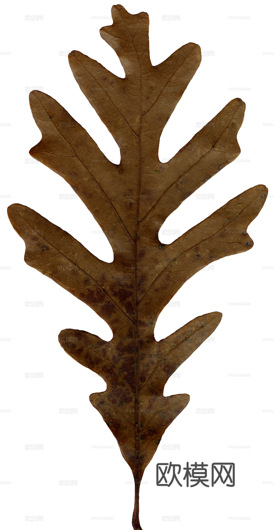 植物树叶 叶子  叶片纹理 绿叶 黄叶 红叶 绿植下载