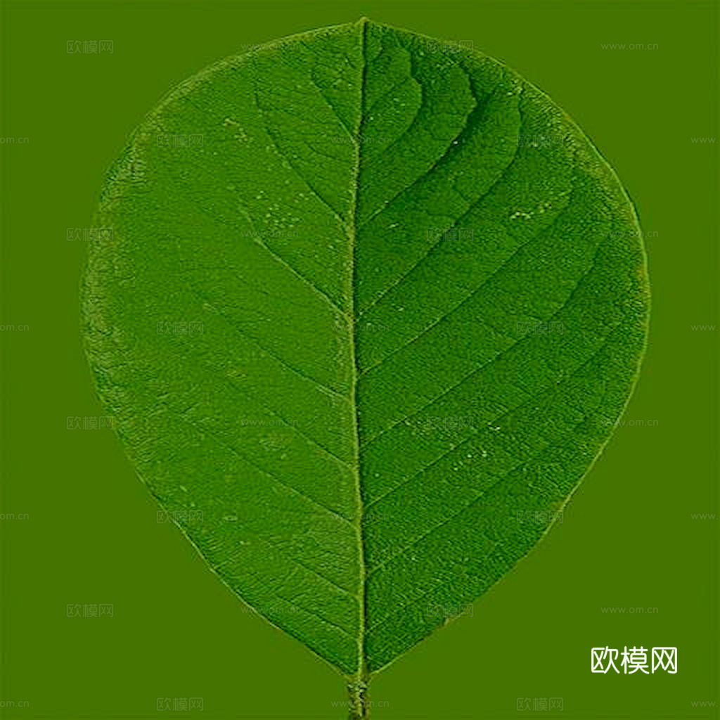 植物树叶 叶子  叶片 绿叶 黄叶 红叶 绿植