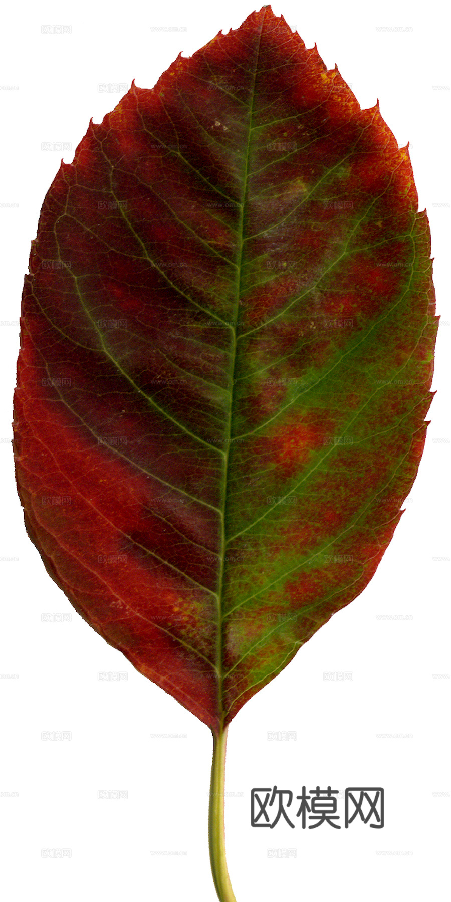 植物树叶 叶子  叶片纹理 绿叶 黄叶 红叶 绿植下载