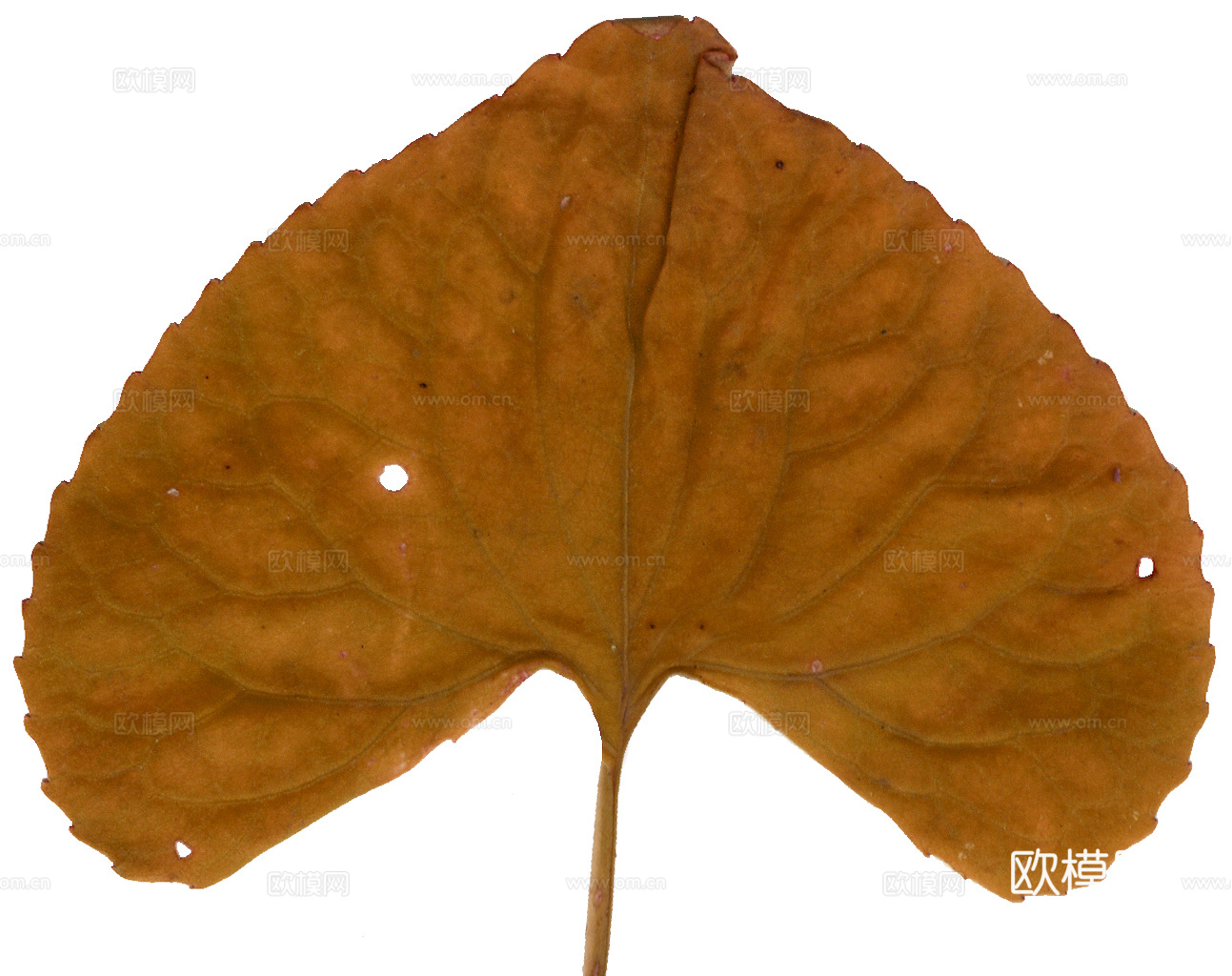 植物树叶 叶子  叶片纹理 绿叶 黄叶 红叶 绿植