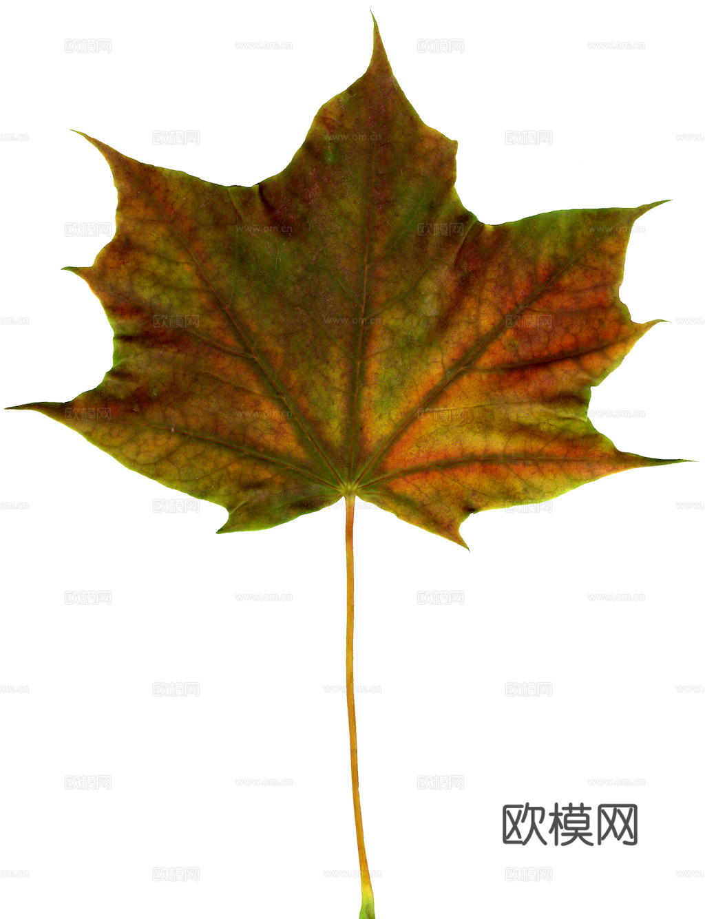 植物树叶 叶子  叶片纹理 绿叶 黄叶 红叶 绿植