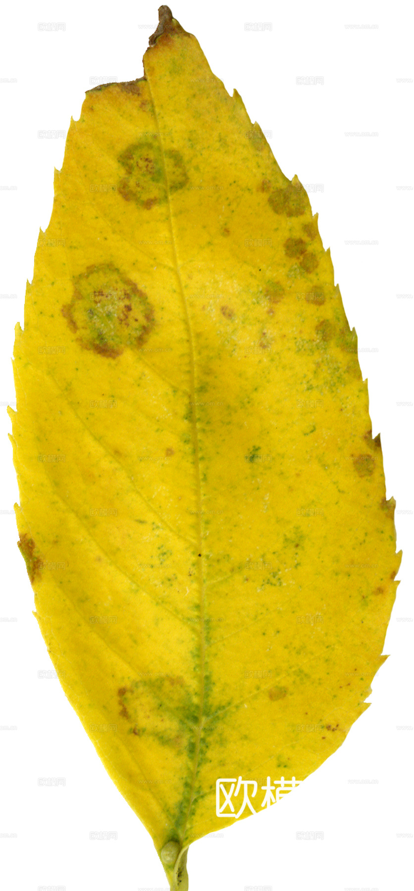 植物树叶 叶子  叶片纹理 绿叶 黄叶 红叶 绿植