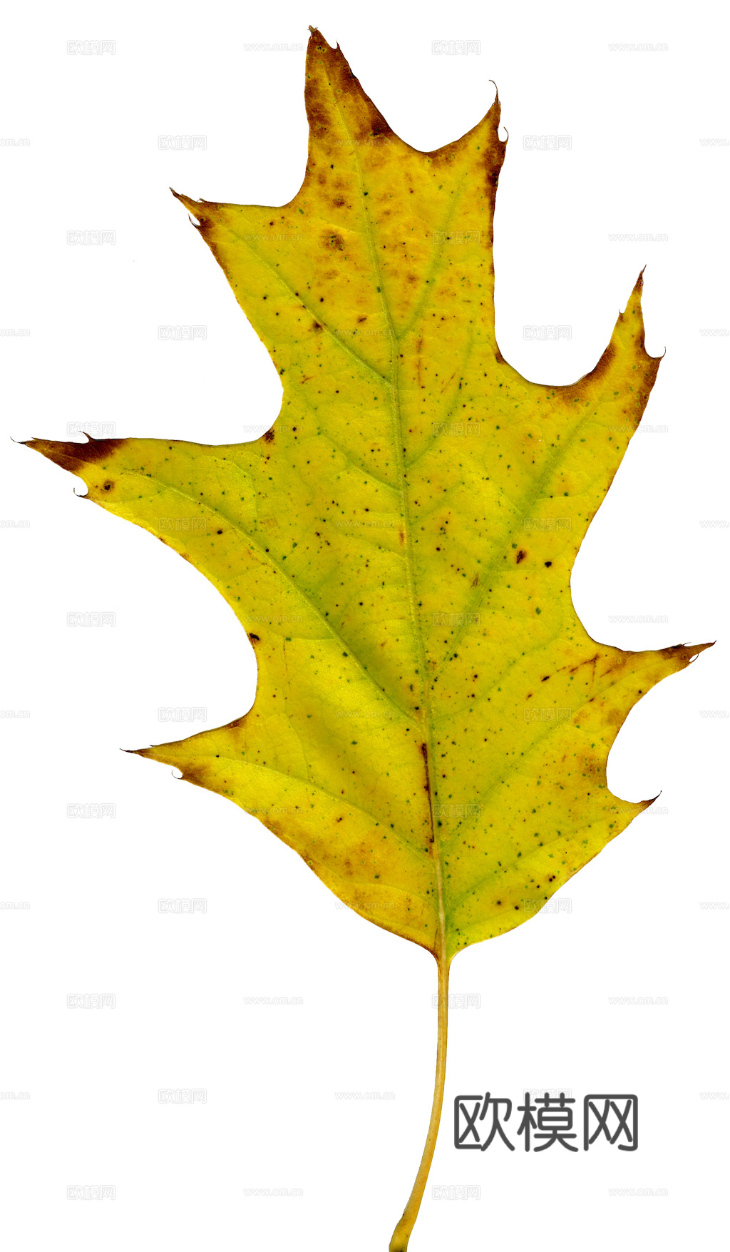 植物树叶 叶子  叶片纹理 绿叶 黄叶 红叶 绿植下载