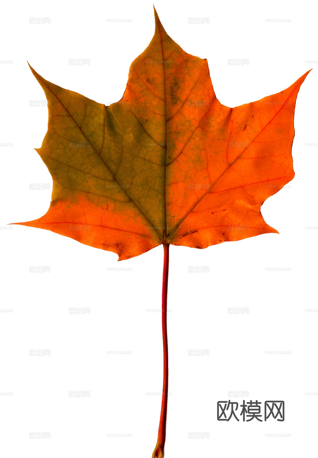 植物树叶 叶子  叶片纹理 绿叶 黄叶 红叶 绿植