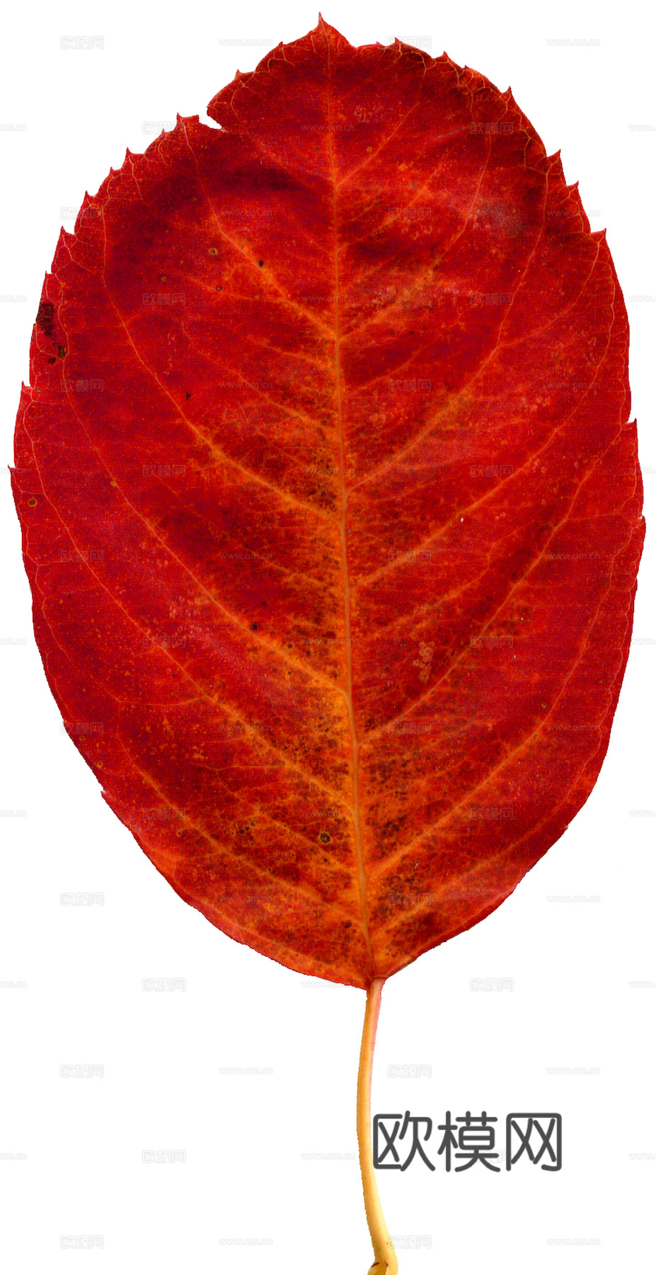 植物树叶 叶子  叶片纹理 绿叶 黄叶 红叶 绿植