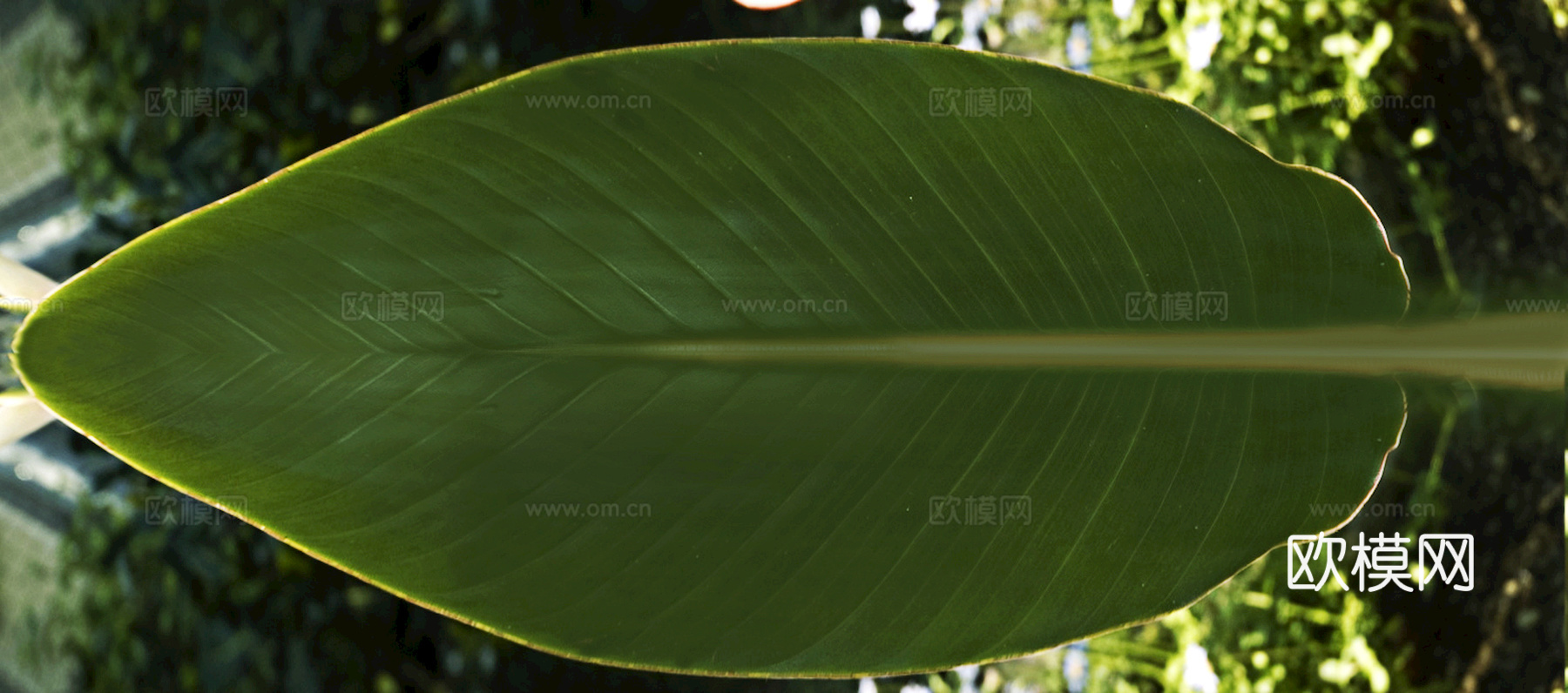 植物树叶 叶子  叶片纹理 绿叶 黄叶 红叶 绿植