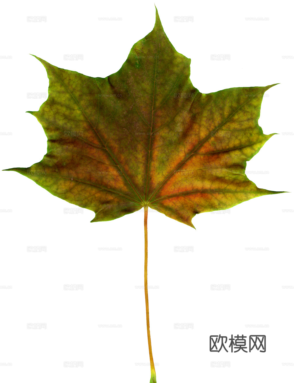 植物树叶 叶子  叶片纹理 绿叶 黄叶 红叶 绿植下载